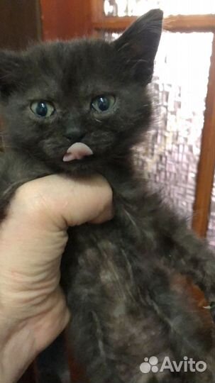 Котики в добрые руки