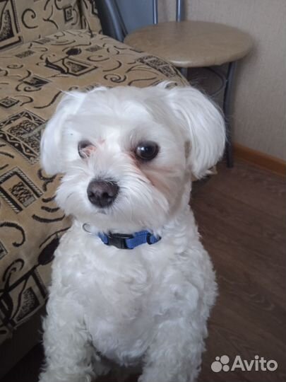 Вязка собак