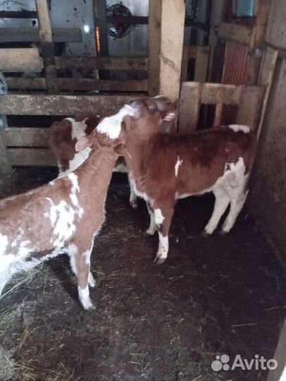 Телята бычки