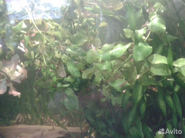 Водоросли для аквариума