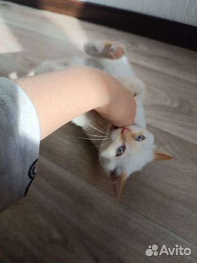 Кошечка в добрые руки