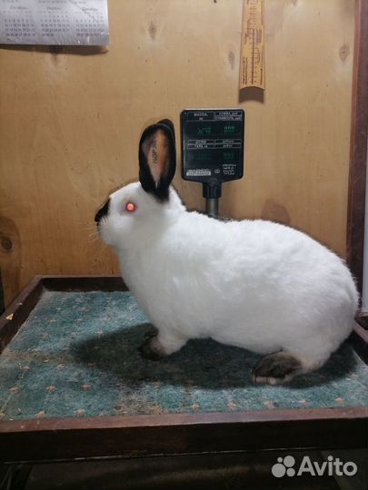 Кролики Калифорнийской породы