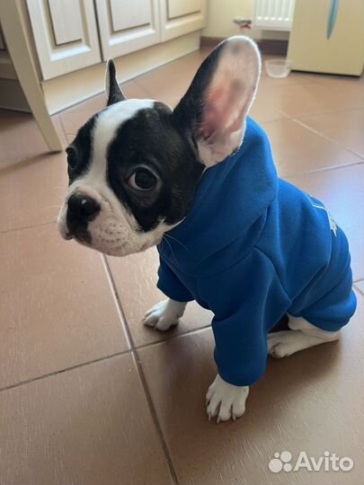 Толстовка для собаки