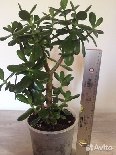 Толстянка или денежное дерево