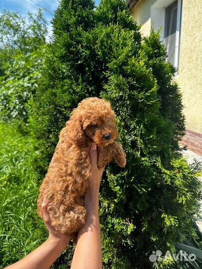 Той-пудель девочка