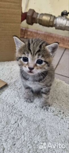 Кошки бесплатно