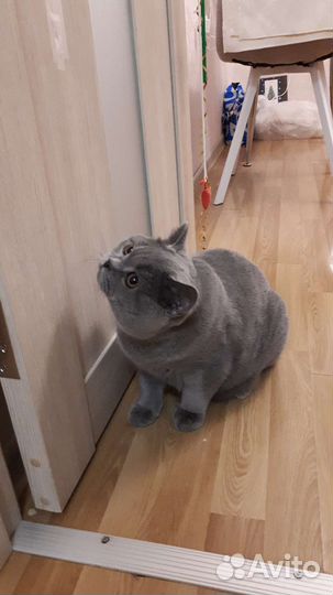 Ищет подругу короткошерстный британец