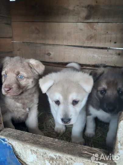 Щеночки в добрые руки отдам бесплатно