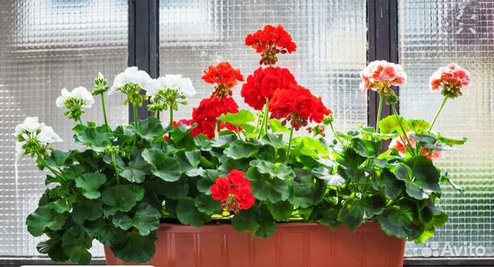 Комнатные цветы