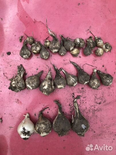 Лук декоративный