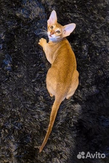 Шикарные ориентальные котята