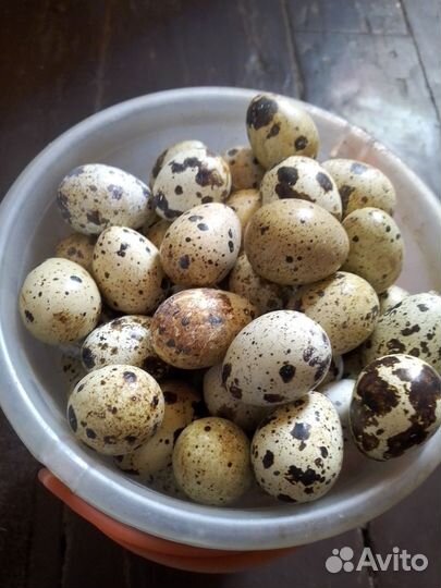 Яйца перепелиные домашние, инкубационные