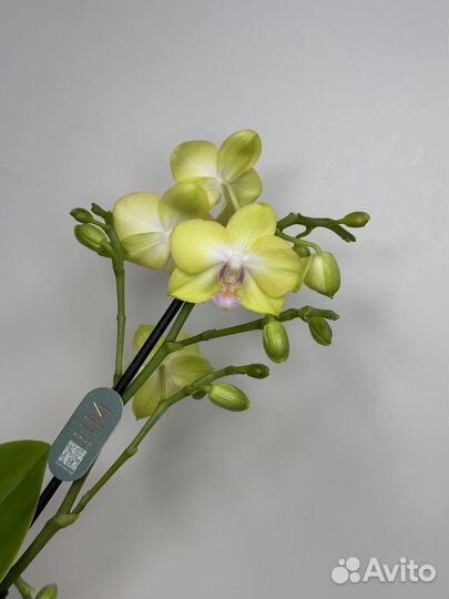 Орхидея фаленопсис