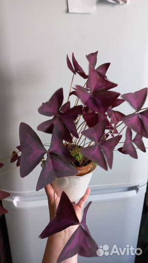 Оксалис (кислица) бабочки