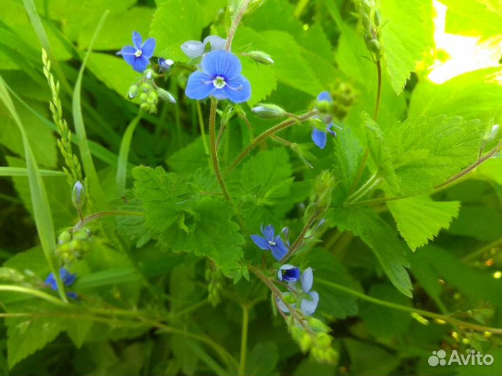 Вероника дубравная 25г трава сушеная