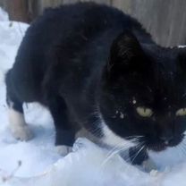 Взрослая кошка в добрые руки