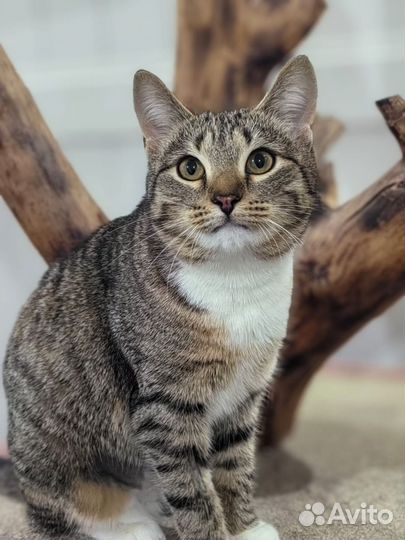 Добрейшая кошечка Мерилин (1г.) в добрую семью