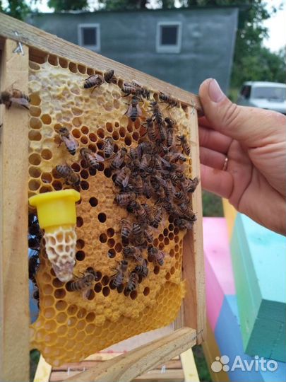 Пчёломатки матки плодные