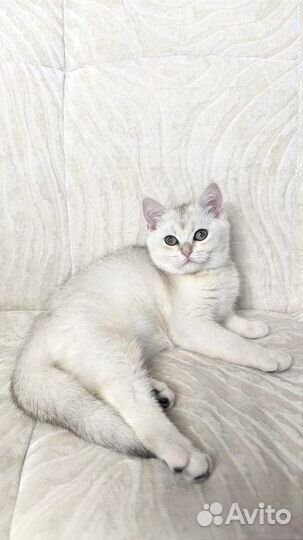 Британский котенок мальчик