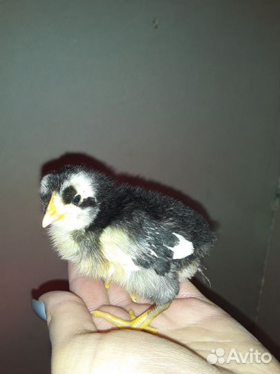 Продам цыплят