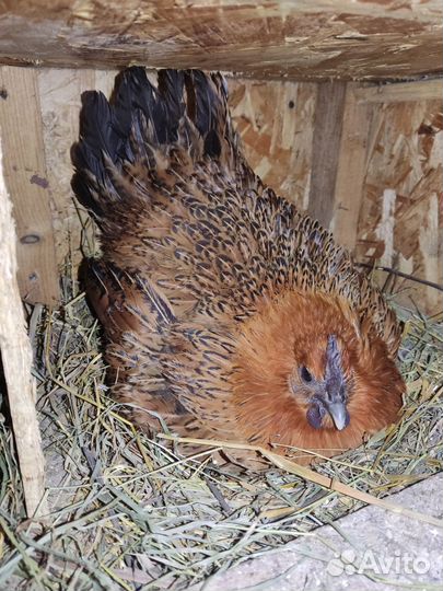 Инкубационное яйцо породистых кур