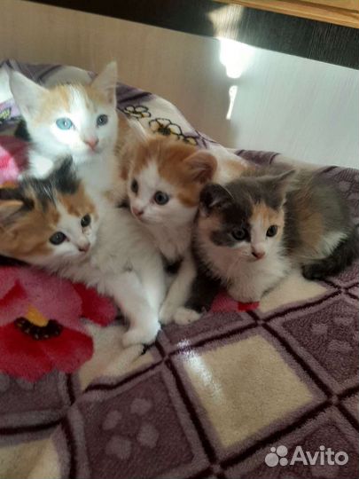 Котята в добрые руки бесплатно