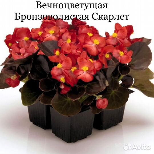 Рассада бегонии