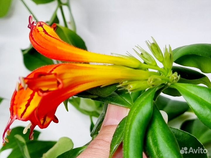 Эсхинантус жар птица