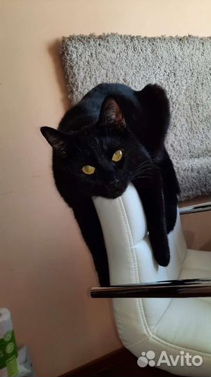 Зооняня, котоняня