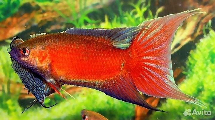 Макропод красный