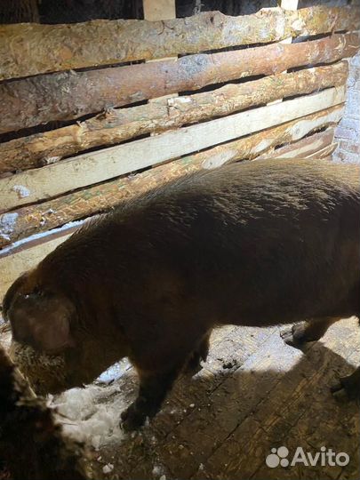 Услуги хряка чистокровного Дюрка