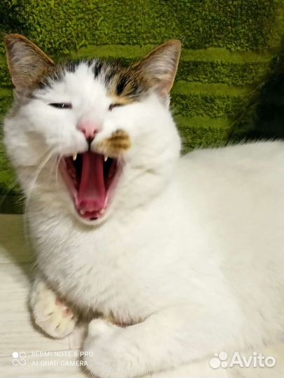 Ласковая кошечка