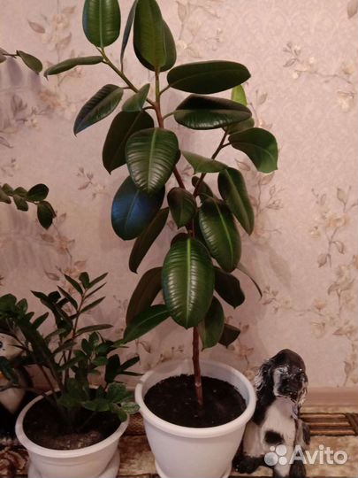 Замиокулькас