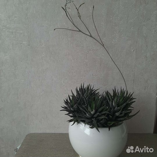 Кактусы и суккуленты