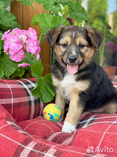 Мими и Стрелка