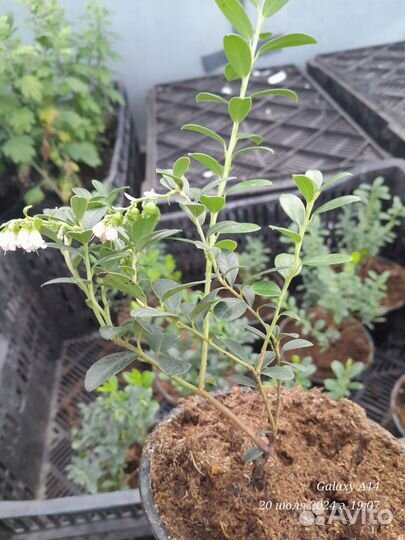 Брусника, Клюква