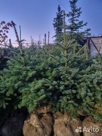 Голубая ель