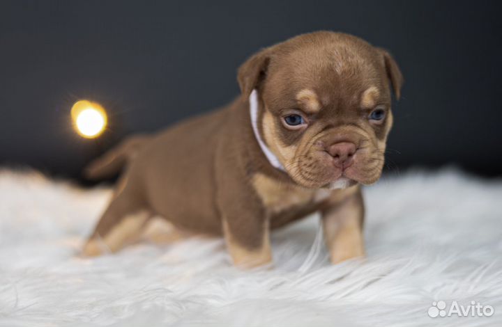 Щенки American Bully, Американский Булли