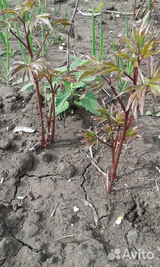 Пион темно вишневый, Марьин корень