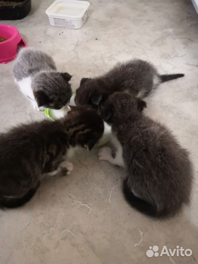 Котята в дар бесплатно