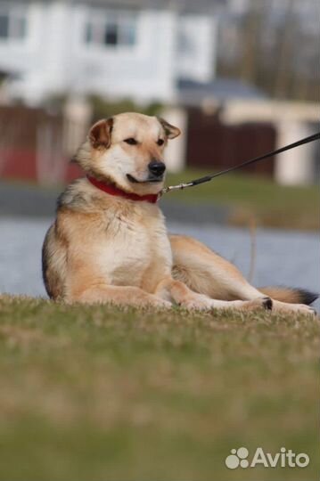 Собака в добрые руки