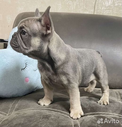 Французский бульдог голубой щенки