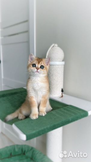 Британские котята золотая шиншилла