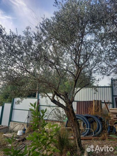 Оливковое дерево