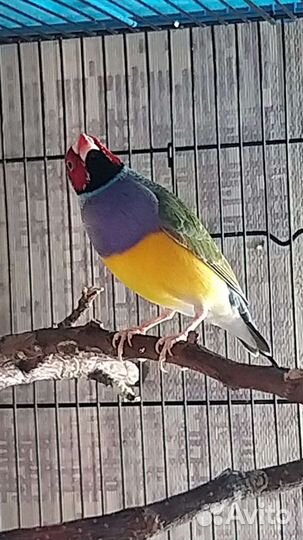 Амадины Гульда