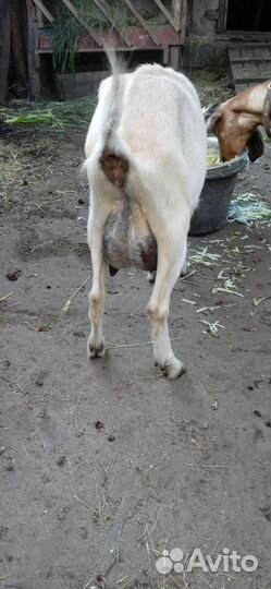 Коза молочная дойная альпийская