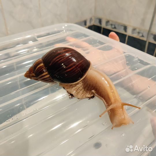 Улитята ахатины