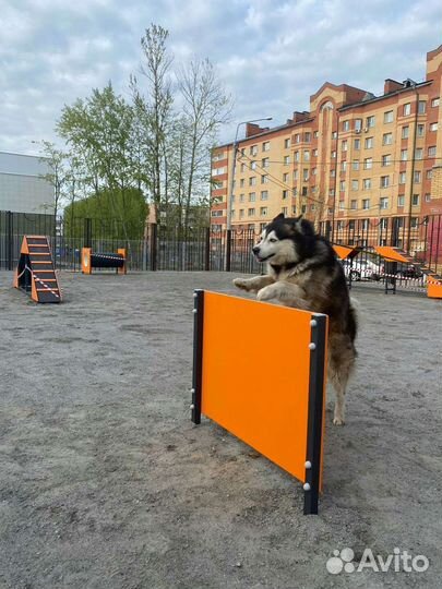 Сибирский хаски