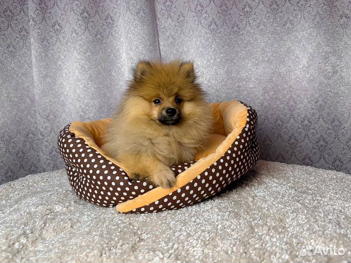 Шпиц мальчик