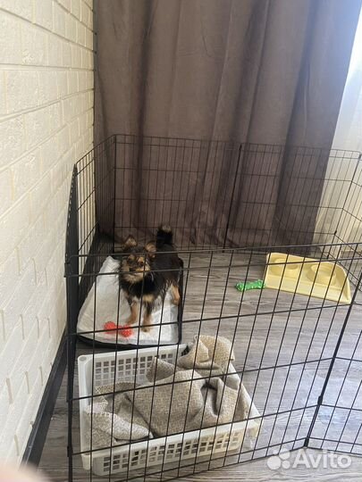 Метис в добрые руки